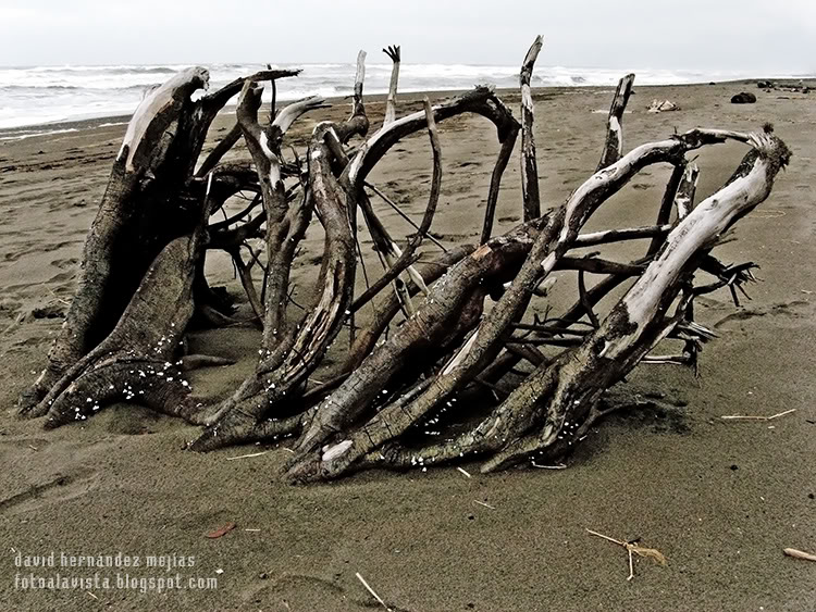 Ramas en una playa de Costa Rica, que así dispuestas simulan un esqueleto de madera Esqueleto de madera